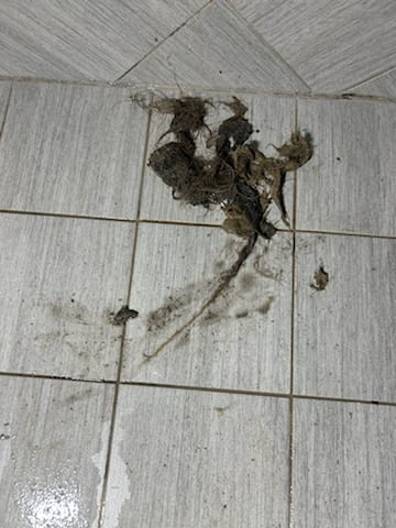 Drain Cleaning in Lakewood